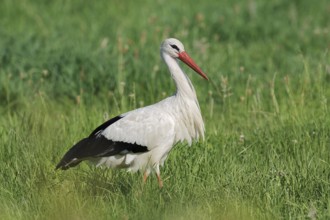 White stork (Ciconia ciconia) in a meadow, North Rhine-Westphalia, Germany