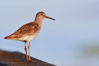 Redshank (Tringa totanus), Schleswig-Holstein, Germany