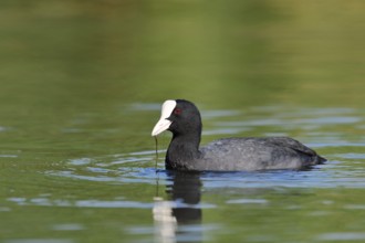 Eurasian Coot or coot rail (Fulica atra), North Rhine-Westphalia, Germany