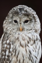 Ural owl (Strix uralensis), portrait, Bavarian Forest, Germany