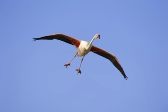 Pink flamingo (Phoenicopterus roseus) flying, Camargue, Provence, southern France