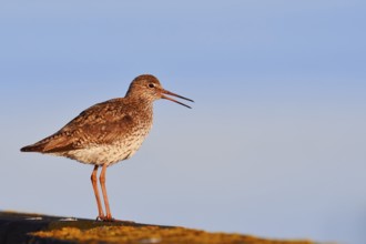 Redshank (Tringa totanus) calling, Schleswig-Holstein, Germany