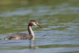 Great Crested Grebe (Podiceps scalloped ribbonfish) with a fish in its beak, North