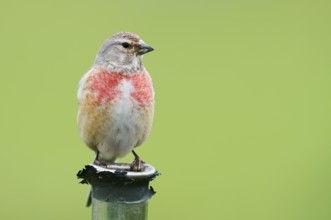 Common linnet (Linaria cannabina, Carduelis cannabina), male, Schleswig-Holstein, Germany