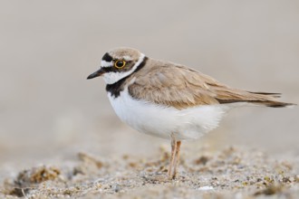 Little Ringed Plover (Charadrius dubius), North Rhine-Westphalia, Germany