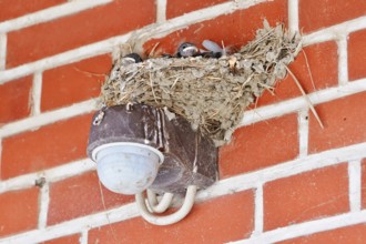 Barn Swallow (Hirundo rustica), chick in nest, Schleswig-Holstein, Germany