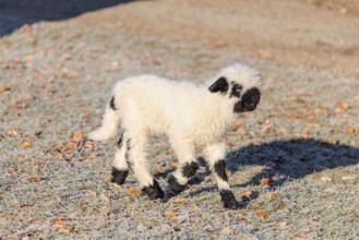 A Valais Blacknose lamb (Avis Aries) runs across a frost-covered pasture in early morning light.