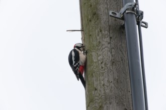Great spotted woodpecker (Dendrocopos major) pecking on a utility pole in the city. Stuttgart,