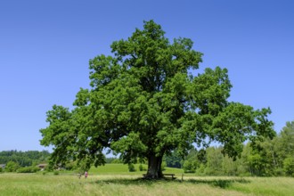 Mozarteiche am Seeoner See, Seeon, Chiemgau, Upper Bavaria, Bavaria, Germany