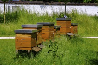 Seeon, Chiemgau, Upper Bavaria, Bavaria, Germany