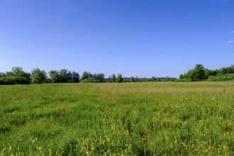 Feuchtwiesen am Uferweg am Chiemsee bei Stock, Prien, Chiemgau, Upper Bavaria, Bavaria, Upper