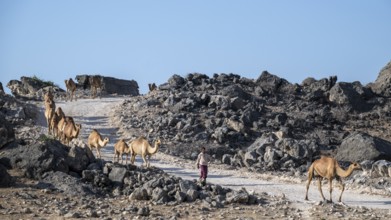Herd of camels marching down the road, Oman