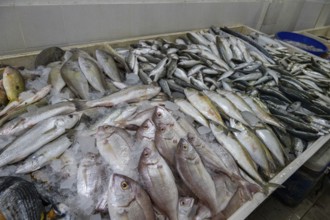Fish market, Salalah, Oman