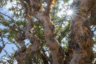 Trunk of frankincense tree (Burseraceae), Oman