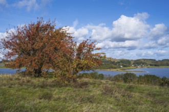 Tree with autumn colors on the high bank of Klein Zicker, nature reserve, behind Groß Zicker,