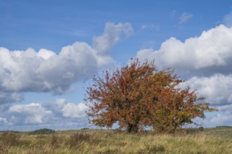 Tree with autumn colors on the high bank of Klein Zicker, exposed, white clouds, nature reserve,