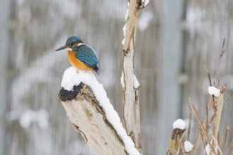 A kingfisher (Alcedo atthis) sits on a snow-covered branch and looks down, Hesse, Germany
