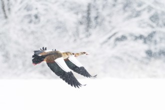 Two Nile Geese (Alopochen aegyptiacus) flying in snowfall against a background of snow-covered
