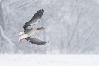 A greylag goose (Anser anser) flies through a snowy winter landscape during snowfall, Hesse,