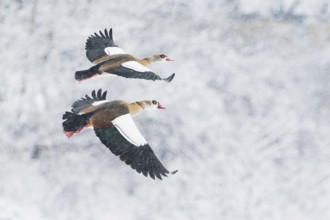 Two Nile Geese (Alopochen aegyptiacus) flying synchronised in front of a snow-covered landscape