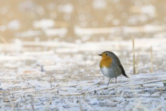 A robin (Erithacus rubecula) stands on a frost-covered ground and conveys a feeling of cold and