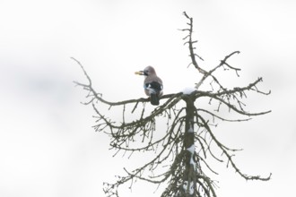 A jay (Garrulus glandarius) sits on a snow-covered treetop and holds a peanut in its beak, Hesse,