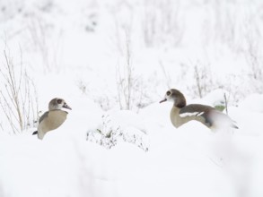 Two Nile Geese (Alopochen aegyptiacus) can be seen in the deep snow of a winter landscape, Hesse,