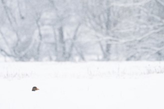 The head of a greylag goose (Anser anser) protrudes from the deep snow in a snowy winter landscape