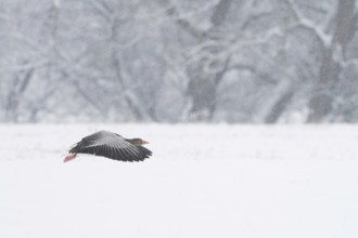 A greylag goose (Anser anser) flies just above the snow-covered ground during snowfall, Hesse,