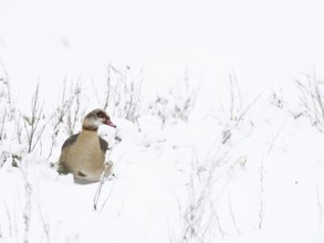 A Nile Goose (Alopochen aegyptiacus) looks out of the snow in a snowy landscape, Hesse, Germany