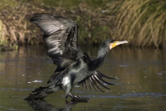 A cormorant (Phalacrocorax carbo) landing on the water, elegant and powerful in a natural