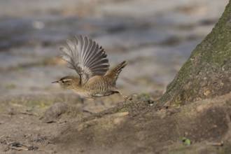 A wren (Troglodytes troglodytes) taking off with its wings spread out next to a tree trunk. The