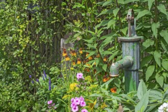 A rusted water pump handle in a blooming summer garden full of colorful flowers and green plants,