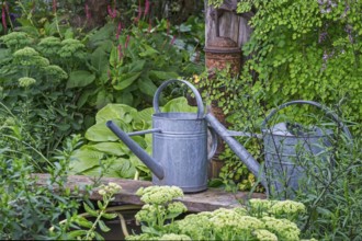 Two metal watering cans next to lush, green plants in a rustic garden, North Rhine-Westphalia,