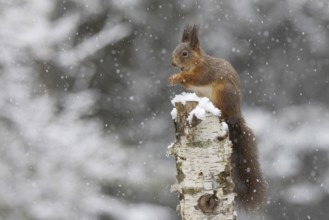 Red squirrel (Sciurus) feeding on a dead birch tree during snowfall