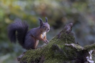 Red squirrel (Sciurus) sitting on a rootstock