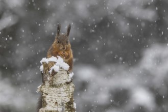 Red squirrel (Sciurus) sitting on a dead birch tree during snowfall