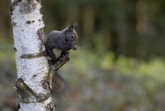 Dark squirrel (Sciurus) feeding on a birch tree