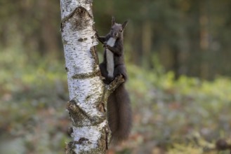 Dark squirrel (Sciurus) on a birch tree