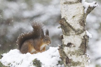 Red squirrel in snowfall on a snowy rootstock