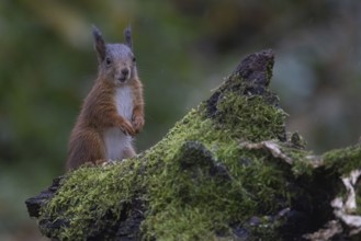 Red squirrel (Sciurus) looking out from behind a rootstock