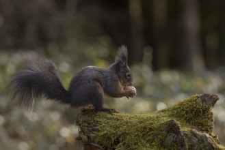 Dark squirrel (Sciurus) eats walnut on rootstock