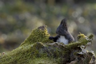 Dark squirrel (Sciurus) peeping out from behind a rootstock