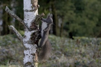 Dark squirrel Squirrel (Sciurus) on birch tree