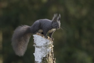 Dark squirrel Squirrel (Sciurus) on a dead birch tree