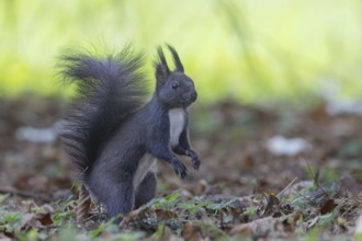 Dark squirrel (Sciurus) secures environment