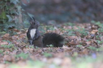 Dark squirrel (Sciurus) on the forest floor