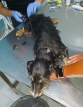A dog is treated during a veterinary examination, coat is shaved in a controlled manner, dog bite