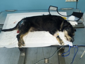 A dog is lying unconscious on a veterinary table, probably under medical treatment, dog bite from a