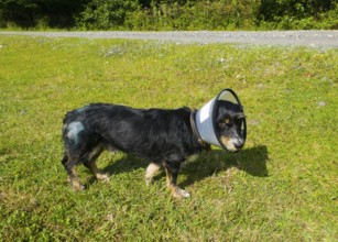 Dog with neck brace standing in a green field, presumably recovering from an injury, neck brace to